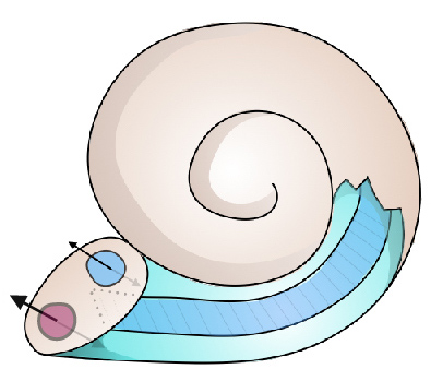 Drug transport in the cochlea through steady streaming